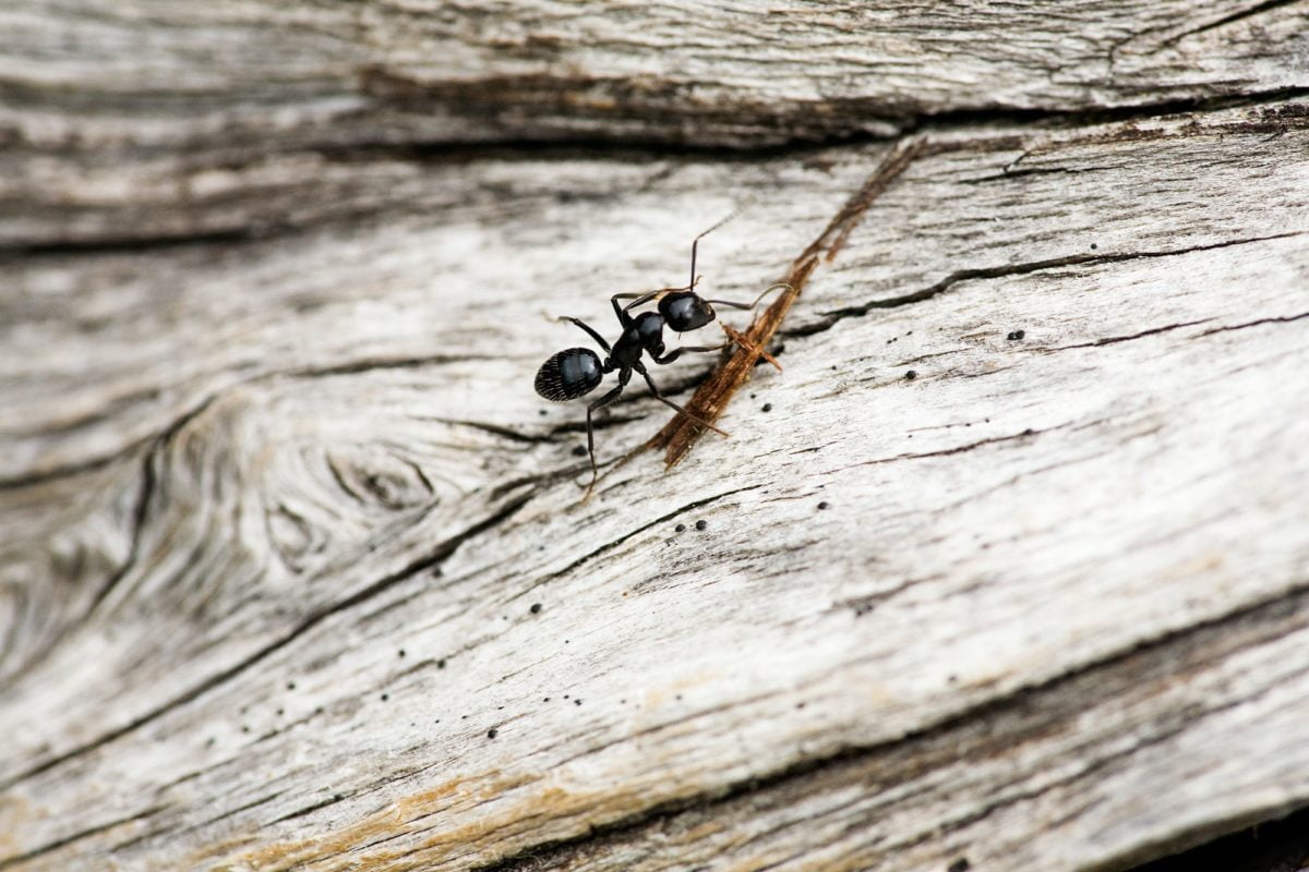 Fourmis 2 Ant Macro