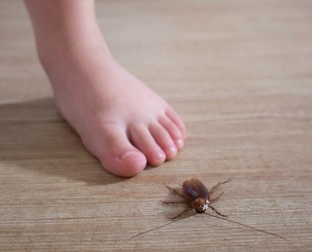 barefooted little baby close to cockroach over house floor pest at home with children concept t20 wl7zKW e1588239357799