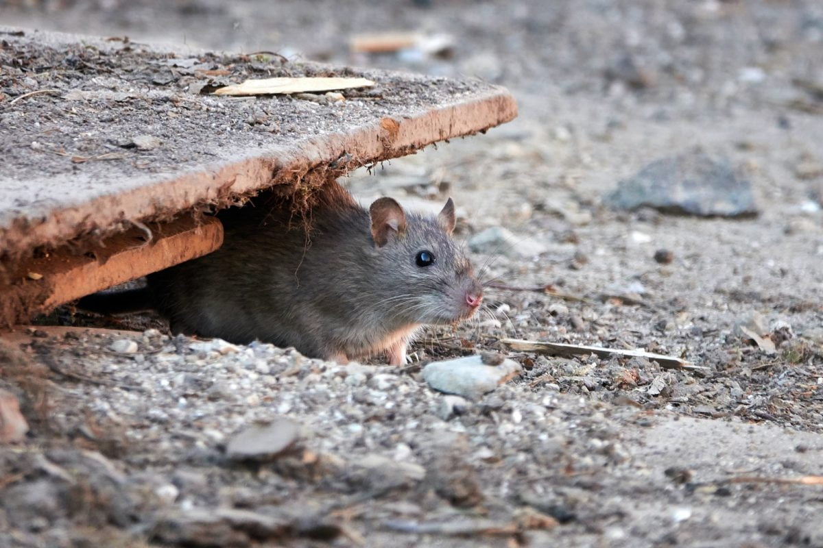 Chenilles processionnaires du pin 2 Brown rat (Rattus norvegicus)