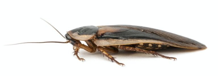 Cockroach against white background