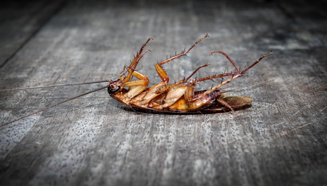 Blattes 2 roaches lie dead on wooden floor dead cockroach close up face close up roaches antenna background t20 4bdlea