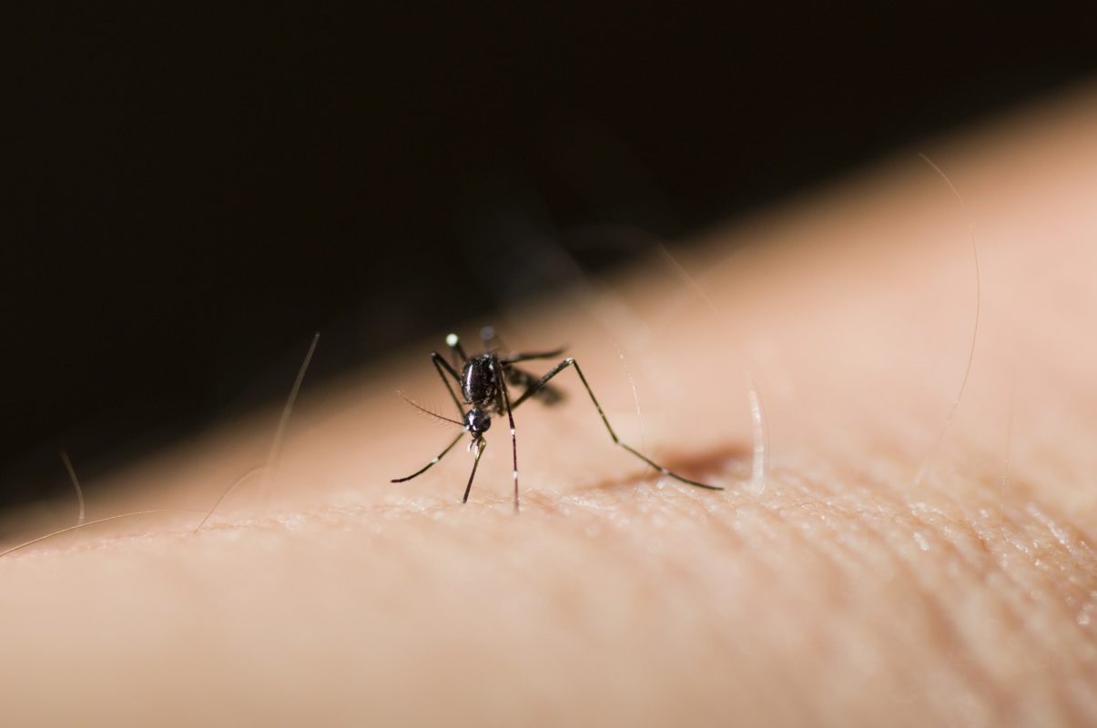 Moustiques 2 Tiger Mosquito