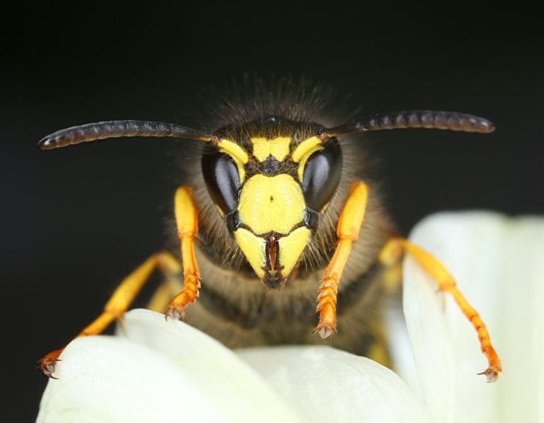 Wasp front view macro close-up