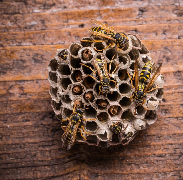 Wasps in comb