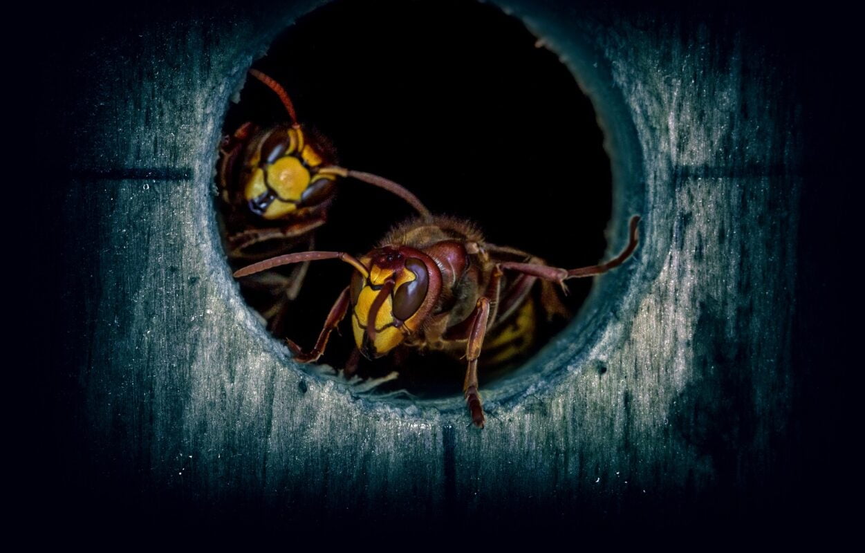Guêpes 2 insect 3270233 1920